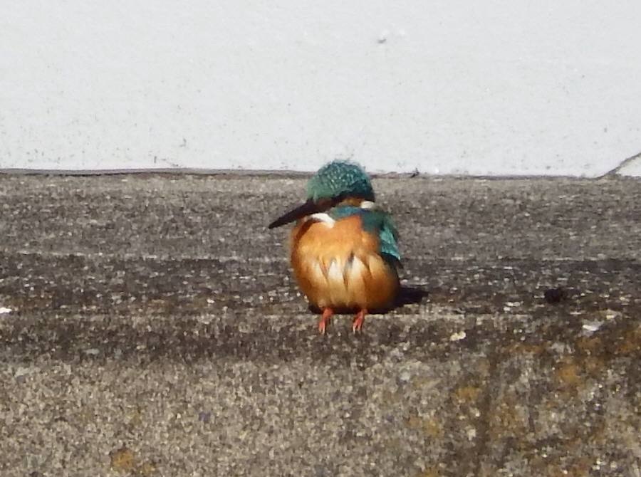カワセミ