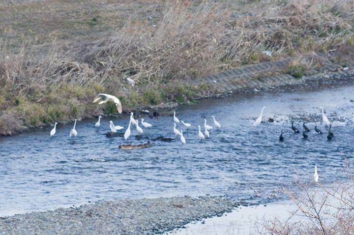 アオサギ、コサギ、チュウサギ?、カワウ