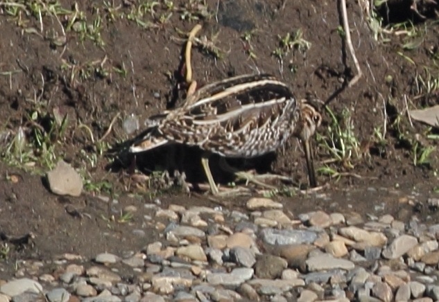 タシギ