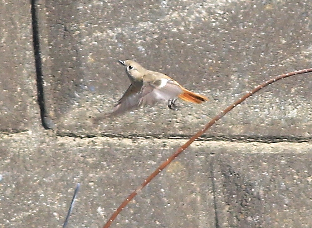 ジョウビタキ♀