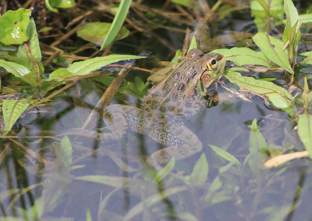 トウキョウダルマガエル